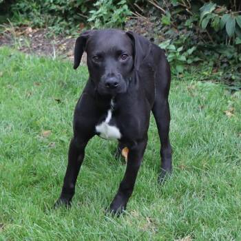 Paul -  Mixed Breed Dog for Adoption in Port Washington, New York - Paul | PetCurious