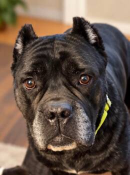 Lilly -  Cane Corso Dog for Adoption in Shinnston, West Virginia - Lilly | PetCurious