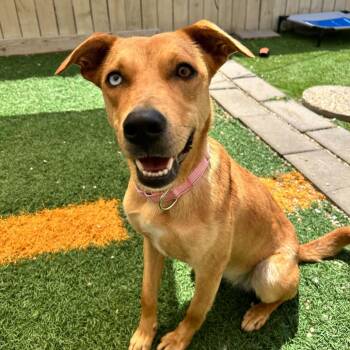 Nala Banks -  Cattle Dog and Australian Shepherd Dog for Adoption in Abbotsford, British Columbia - Nala Banks | PetCurious