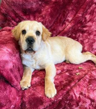 Cosmo -  Mixed Breed Dog for Adoption in Lagrange, Indiana - Cosmo | PetCurious