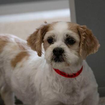 Buttercup (D25-203) -  Shih Tzu Dog for Adoption in Peyton, Colorado - Buttercup (D25-203) | PetCurious