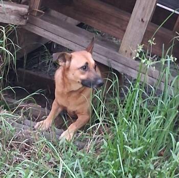 Rescue Belgian Shepherd Malinois Dogs for Adoption in Longview, Texas - Tria | PetCurious