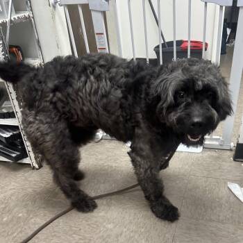Antony -  Sheep Dog and Standard Poodle Dog Available for Adoption in Birmingham, Alabama - Antony | PetCurious
