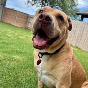 Bubba Gump -  Mastiff and Mixed Breed Dog for Adoption in Austin, Texas - Bubba Gump | PetCurious