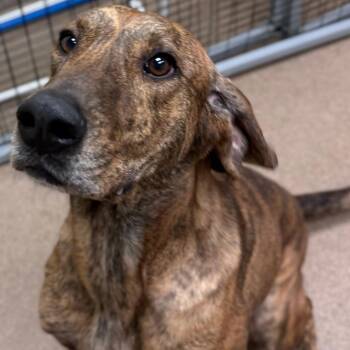 Chewy (North Carolina) -  Hound Dog for Adoption in Bothell, Washington - Chewy (North Carolina) | PetCurious