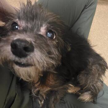 Harlan -  Mixed Breed Dog for Adoption in Bristol, Indiana - Harlan | PetCurious