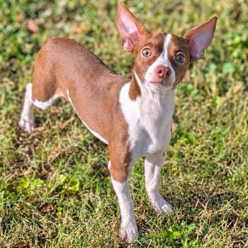 Colin -  Chihuahua and Mixed Breed Dog for Adoption in Brownsboro, Alabama - Colin | PetCurious