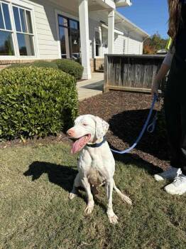 Rescue German Shorthaired Pointer Dogs for Adoption in Gillsville, Georgia - Jackson (aka Jack) | PetCurious
