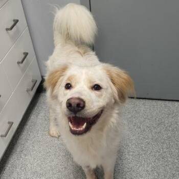 Jesse -  Australian Shepherd Dog for Adoption in Orland Hills, Illinois - Jesse | PetCurious