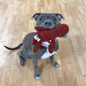 The Great Gatsby -  Mixed Breed Dog for Adoption in Dekalb, Illinois - The Great Gatsby | PetCurious