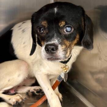 Rescue Mixed Breed Dogs for Adoption in Matteson, Illinois - Parker | PetCurious