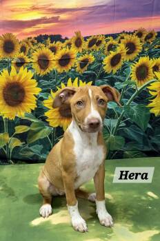 Hera -  Pit Bull Terrier Dog for Adoption in Urbana, Ohio - Hera | PetCurious
