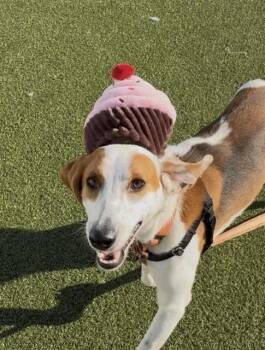 CUPCAKE -  Treeing Walker Coonhound and Mixed Breed Dog for Adoption in Barnstable, Massachusetts - CUPCAKE | PetCurious