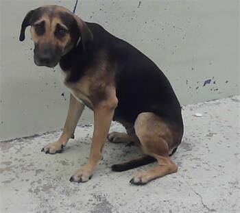 MORENA -  German Shepherd Dog and Mixed Breed Dog for Adoption in Houston, Texas - MORENA | PetCurious