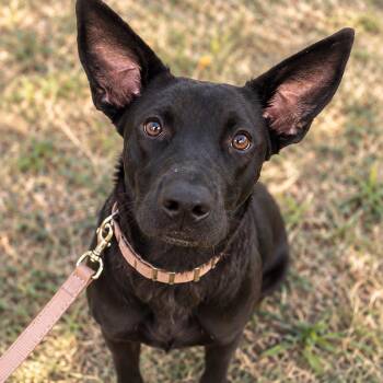 Faith Hill -  Shepherd Dog for Adoption in Houston, Texas - Faith Hill | PetCurious