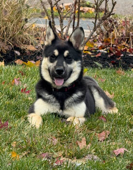 Rescue Shepherd and Mixed Breed Dogs for Adoption in Hawkestone, Ontario - Humphrey | PetCurious