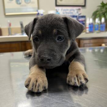 Lady - A Playful, Athletic Puppy -  Pit Bull Terrier and Terrier Dog for Adoption in Houston, Texas - Lady - A Playful, Athletic Puppy | PetCurious