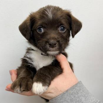 Gengar -  Mixed Breed Dog for Adoption in Las Vegas, Nevada - Gengar | PetCurious