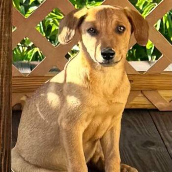 Mar -  Mixed Breed Dog for Adoption in Fredericksburg, Virginia - Mar | PetCurious