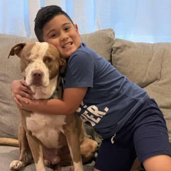 Theodore -  American Staffordshire Terrier and Mixed Breed Dog for Adoption in Houston, Texas - Theodore | PetCurious
