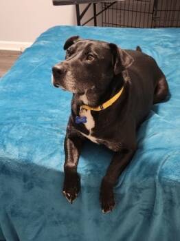 Rescue Mixed Breed Dogs for Adoption in Chamblee, Georgia - Hayden - IN FOSTER | PetCurious