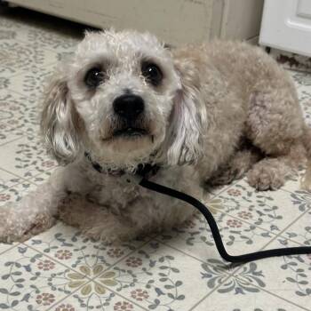 Lock -  Poodle and Mixed Breed Dog for Adoption in Yucaipa, California - Lock | PetCurious