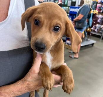 Franklin -  Chihuahua Dog for Adoption in Redlands, California - Franklin | PetCurious