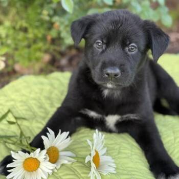 Rescue Labrador Retriever and Shepherd Dogs for Adoption in San Diego, California - Kim Possible Pup - Wade Load | PetCurious