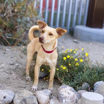 Chihuahua and Mixed Breed Dogs Available for Adoption in Palm Springs, California - Wally | PetCurious