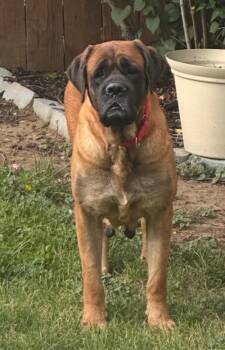 Mastiff Dogs Available for Adoption in Severance, Colorado - Daisey | PetCurious