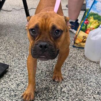 Sokka -  Mixed Breed Dog for Adoption in Fredericksburg, Virginia - Sokka | PetCurious