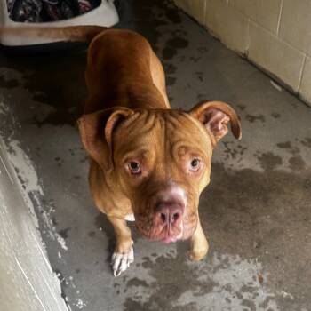 Rescue Terrier and Mixed Breed Dogs for Adoption in Starkville, Mississippi - Forest | PetCurious