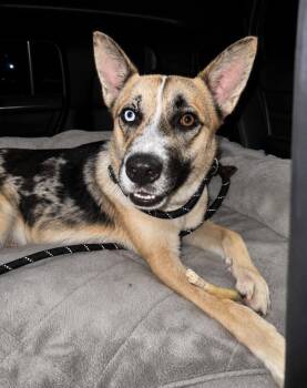 Australian Cattle Dog Blue Heeler and Australian Shepherd Dogs Available for Adoption in Houston, Texas - Bitsy | PetCurious