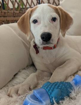 Genevieve Mushaluk -  Great Pyrenees Dog for Adoption in Kiowa, Oklahoma - Genevieve Mushaluk | PetCurious