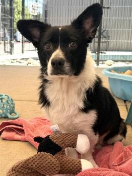 CHICO -  Cardigan Welsh Corgi Dog for Adoption in Sacramento, California - CHICO | PetCurious