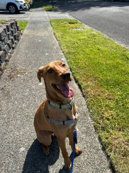 Max Sunshine Sidekick Satsuma -  Vizsla and Labrador Retriever Dog for Adoption in Friendswood, Texas - Max Sunshine Sidekick Satsuma | PetCurious
