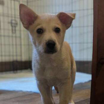Shepherd Dogs Available for Adoption - Dill | PetCurious