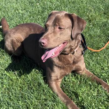 Labrador Retriever Dogs Available for Adoption in San Francisco, California - Rocket | PetCurious