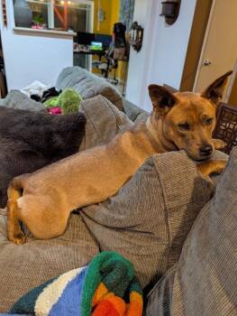 Pit Bull Terrier Dogs Available for Adoption - Lemi | PetCurious