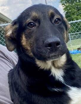 Pedro -  Shepherd Dog for Adoption in Glasgow, Kentucky - Pedro | PetCurious