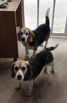 Beagle Dogs Available for Adoption - Fred (&Skye) | PetCurious