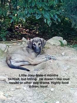 Poor Babies : Joey -  Anatolian Shepherd and Mixed Breed Dog for Adoption in Aurora, Indiana - Poor Babies : Joey | PetCurious