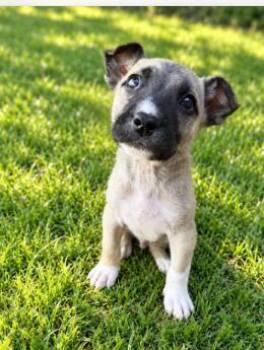Buzz -  Belgian Shepherd Malinois and Labrador Retriever Dog for Adoption in Rollingwood, Texas - Buzz | PetCurious
