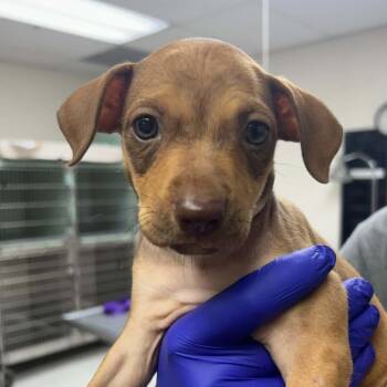Hominy -  Mixed Breed and Terrier Dog for Adoption in Tyler, Texas - Hominy | PetCurious