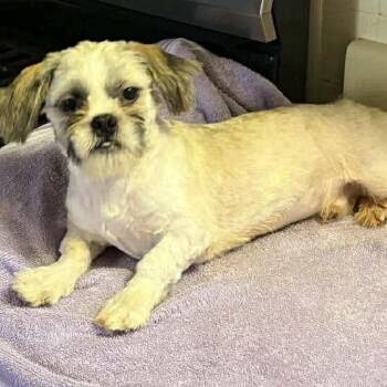 Shih Tzu Dogs Available for Adoption in Festus, Missouri - Scooby | PetCurious