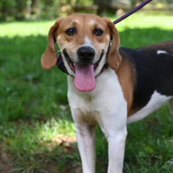 Rescue Treeing Walker Coonhound Dogs for Adoption in Fairfax, Virginia - Alvin | PetCurious