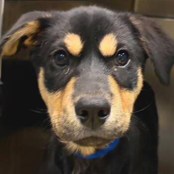 Wublett -  Mixed Breed Dog Available for Adoption in Chattanooga, Tennessee - Wublett | PetCurious