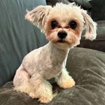 Meatball -  Maltipoo Dog for Adoption in Brockport, New York - Meatball | PetCurious