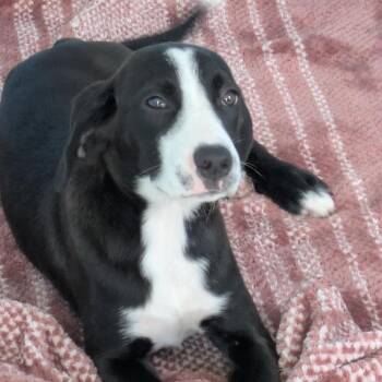Casey 3 7264 -  Hound and Mixed Breed Dog for Adoption in Loxahatchee Groves, Florida - Casey 3 7264 | PetCurious
