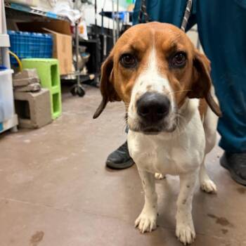 Sassy -  Beagle and Mixed Breed Dog for Adoption in Flagstaff, Arizona - Sassy | PetCurious
